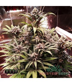 Gorilla Glue autofem.