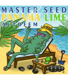 Panama Lime autofem.