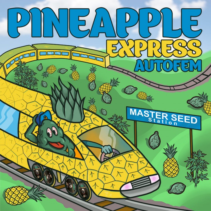 Семена конопли Pineapple Express autofem.