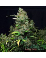 Purple Kush autofem.