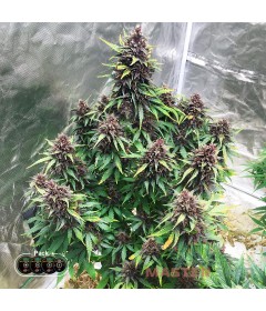 Skywalker OG autofem.