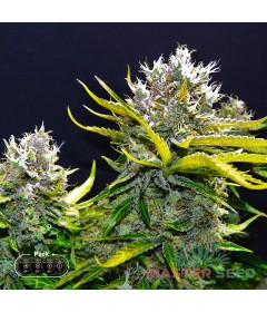 Super Silver Haze autofem.