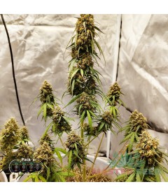 Wedding Cake autofem.