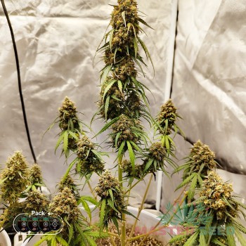 Wedding Cake autofem.