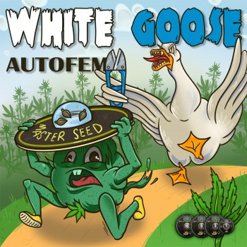White Goose autofem.
