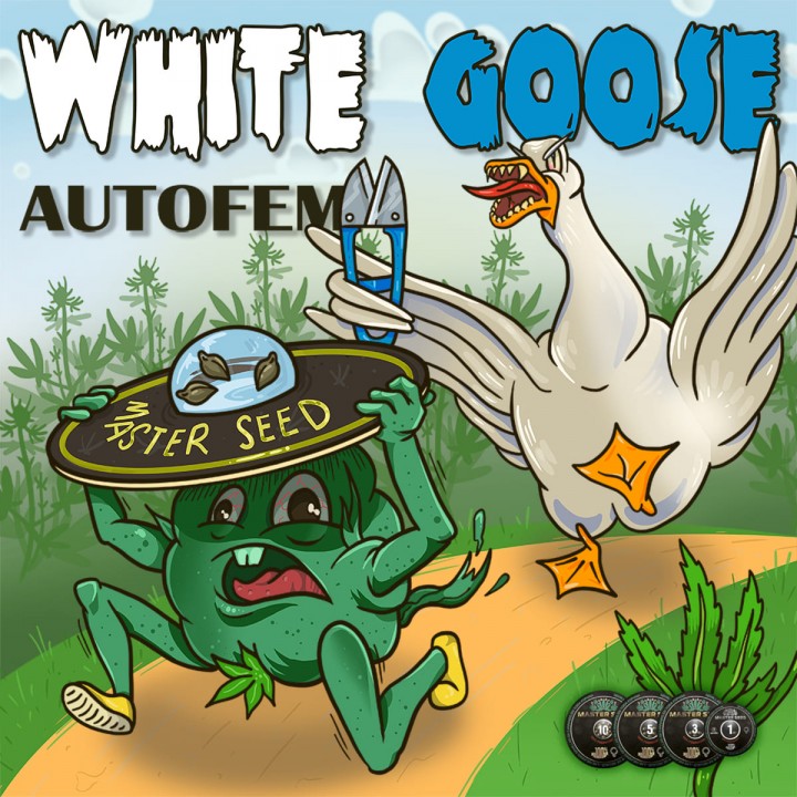 Семена конопли White Goose autofem.