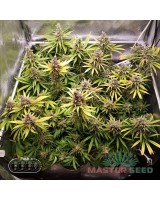Amnesia Lemon fem.
