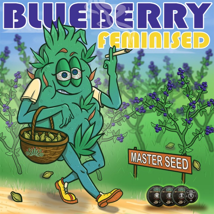 Семена конопли Blueberry fem.