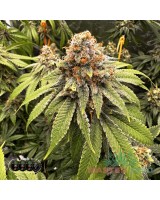 Gorilla Glue fem.