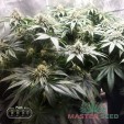 Семена конопли Master Kush fem.