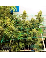 Trainwreck fem.