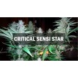 Семена конопли Critical Sensi Star fem.