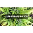 Семена конопли Durban Poison autofem.